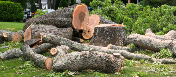 Best Tree Maintenance Programs  in Chagrin Falls, OH