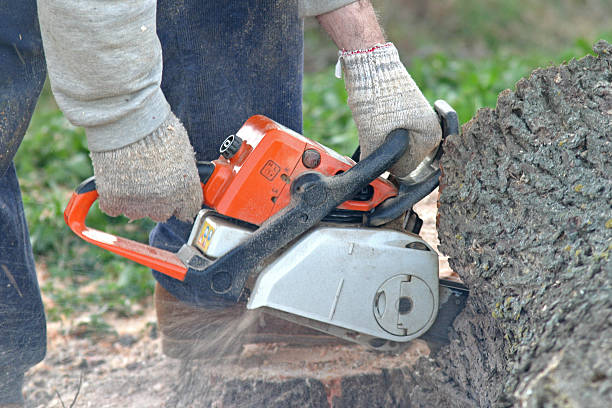 Best Stump Grinding and Removal  in Chagrin Falls, OH