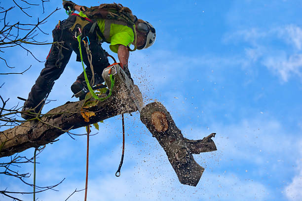 Chagrin Falls, OH Tree Services Company