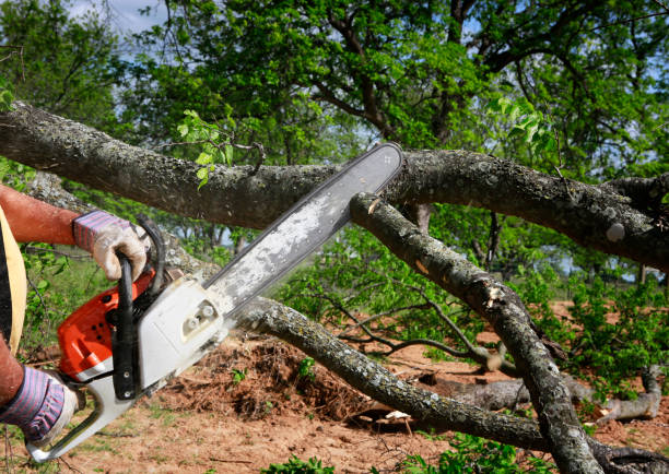 Best Seasonal Cleanup (Spring/Fall)  in Chagrin Falls, OH